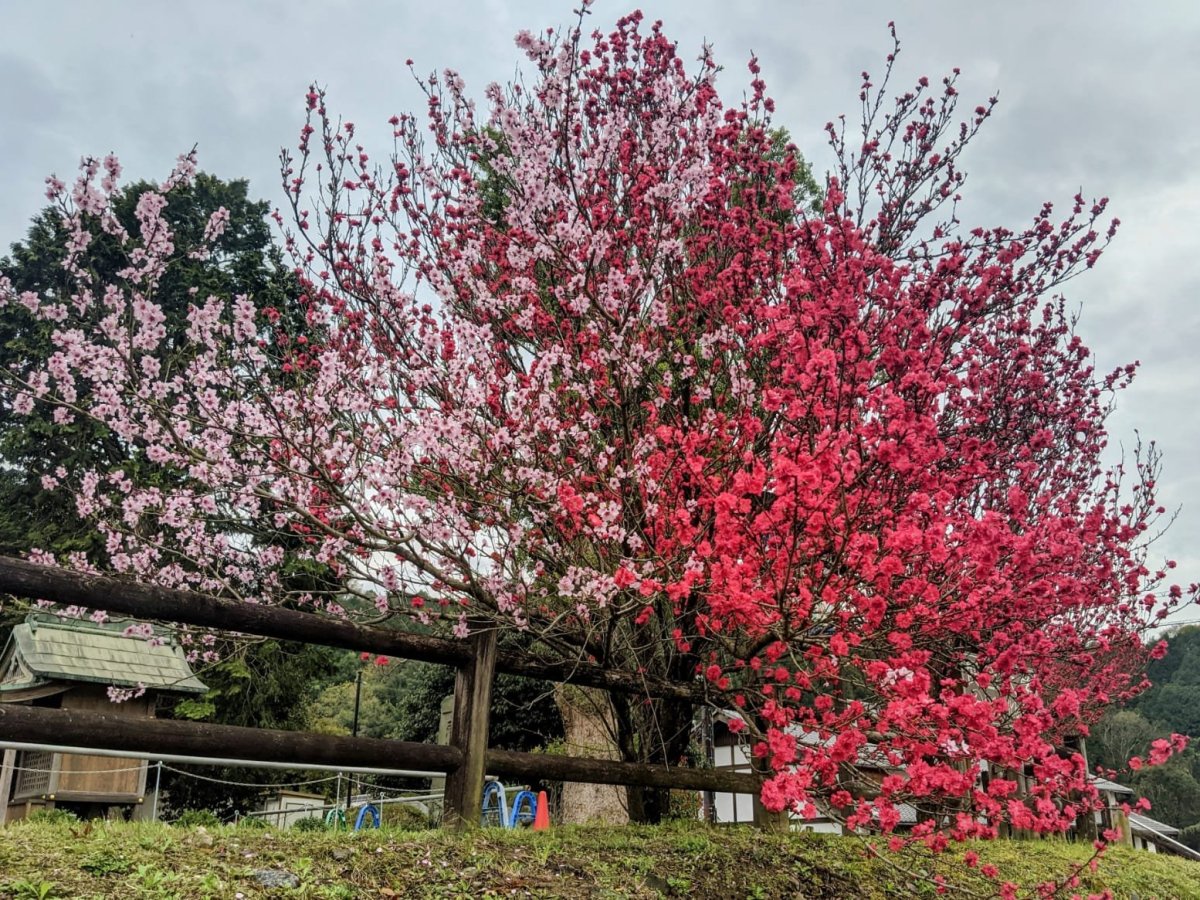 *Japan* Nara – Sakura weekend (2.5D 2N)